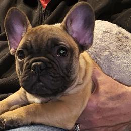 Boxers and French Bulldogs from Streamline Boxers & French Bulldogs