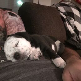 Olde English Bulldogge Puppies from Gods Of Olympus Bulldogges