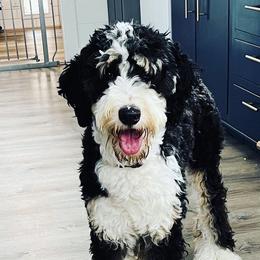 Ruby - Bernedoodle