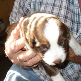Australian Shepherd and Papillon Puppies from Otto’s Australian Shepherds and Papillons