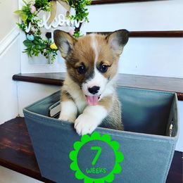 Pembroke Welsh Corgi Puppies from Em-K Corgi’s