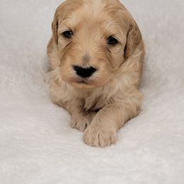 Goldendoodle Puppies from Lake Village Doodles