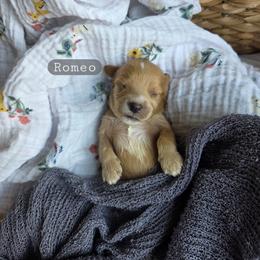 Romeo - male Cavapoochon puppy in Bullard, Texas from Cavapoochon Central LLC