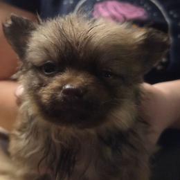 Sable - Orange sable female Pomeranian puppy in Hazleton, Indiana from Hyneman's Haven Poms