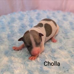 Cholla - Blue fawn and white female American Hairless Terrier puppy in Phoenix, Arizona from Bare Valley