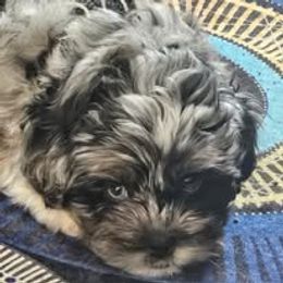 Assorted Doodle Crosses, Aussiedoodle, Australian Shepherd, Long Haired Weimaraner, Shihpoo, and Shih Tzu Puppies from Rockiń N Kennel