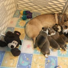 Pembroke Welsh Corgi Puppies from Winterflower Corgis