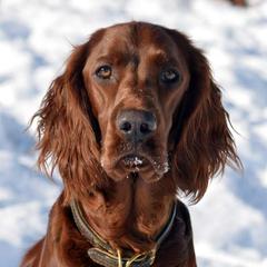 Irish Setters from Greenbank Hollow Farm