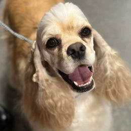 Katniss - Cocker Spaniel