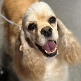 Katniss - Cocker Spaniel