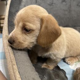 Dachshund Puppies from Silver Dach Farms