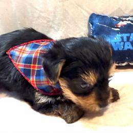 Little Jack - Black and tan male Yorkshire Terrier puppy in Paris, Tennessee from Nolan’s Yorkie Farm