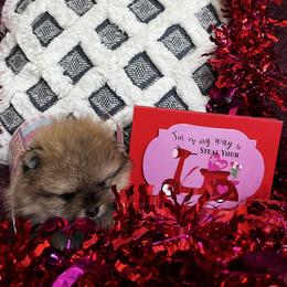Daisy - Brindle female Pomeranian puppy in Randleman, North Carolina from Luxurious Poms
