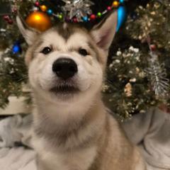 Tsiya Otter - male Native American Indian Dog puppy in Weedsport, New York from Paw Wow Medicine Dogs