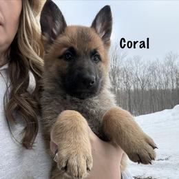 Coral HC - Bi-color female German Shepherd puppy in Terra Alta, West Virginia from Shepherd Country Farm and Kennels