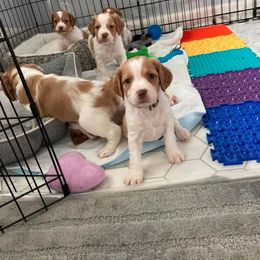 Brittany Puppies from Fox Mtn Brittanys