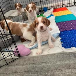 Brittany Puppies from Fox Mtn Brittanys