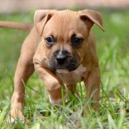 The Thoughtful Learner - Red female American Staffordshire Terrier puppy in St. Augustine, Florida from LBK & Ancient City