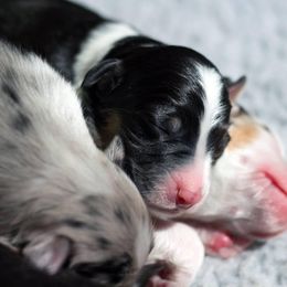 Australian Shepherd Puppies from Everly Australian Shepherds