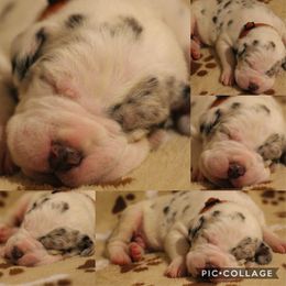 Great Dane Puppies from Cook’s Gentle Giants