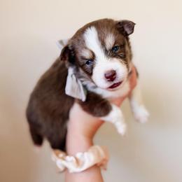 Zahara - Chocolate female Pomsky puppy in Cleveland, Ohio from Lake Point Pomskies