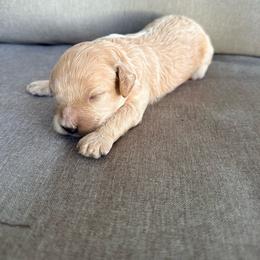 Percy - Cream male Cavapoo puppy in Goldsboro, North Carolina from The Grantham House