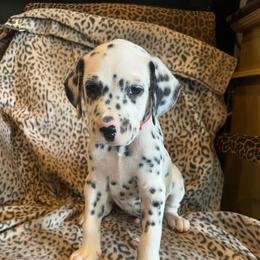 Kit Kat - White and black male Dalmatian puppy in Austin, Texas from Dazzling Dalz