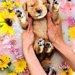 Puppy 9 - Golden female Golden Retriever puppy in San Tan Valley, Arizona from Top Gun Golden Retrievers