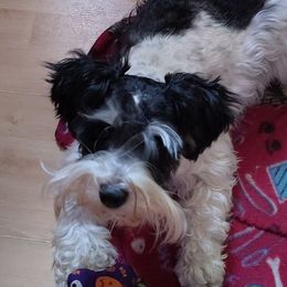 Zelda - Miniature Schnauzer