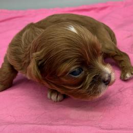 Sophie - Ruby female Cavalier King Charles Spaniel puppy in Burke, New York from Patti’s Puppies