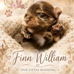 Finn William - Chocolate, tan and white male Yorkshire Terrier puppy in Tangipahoa County, Louisiana from Riche’ Louisiana Yorkies