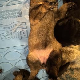 Pink - Sable female German Shepherd puppy in La Follette, Tennessee from Moore German Shepherds