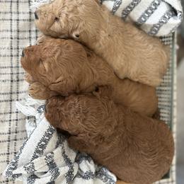 Goldendoodle puppies from Shenandoah Valley Doodles
