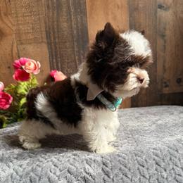 Versace - Chocolate, tan and white male Yorkshire Terrier puppy in Howe, Oklahoma from Ray Holder