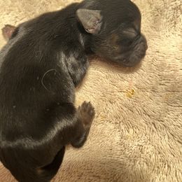 Border Terrier Puppies from Devonwood Border Terriers