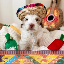 Big Sur - Parti male Goldendoodle puppy in California City, California from Summer Sun Doodles