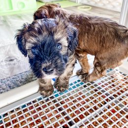 Bernedoodle and Whoodle Puppies from Fleury Farm Doodles NC