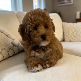 Duke - Brown and white male Bernedoodle puppy in Gainesville, Florida from Alyssa Xxweetdoodles