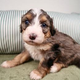 Nalu - Blue Eyes - Merle female Bernedoodle puppy in Bowling Green, Ohio from Windy Creek Doodles
