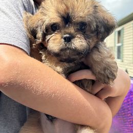 Belge - Sable male Assorted Doodle Crosses puppy in Kentucky from Em&M Pomeranians
