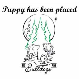 Girl 1 - Red and white female Bulldog puppy in Salina, Kansas from Big Pine Bulldogs