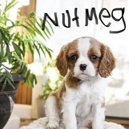 Nutmeg - Blenheim male Cavalier King Charles Spaniel puppy in Chattanooga, Tennessee from Oodles of Cuties!