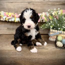 Rowan - Tri-color male Bernedoodle puppy in Idaho from Bernese By Barzees