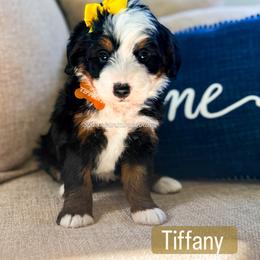 Tiffany - Tri-color female Bernedoodle puppy in West Haven, Utah from Split Mountain Doodles