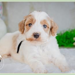 Vidia - Parti female Goldendoodle puppy in Connersville, Indiana from Deaz Doodle Ranch