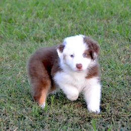Casper - Red tri-color male Australian Shepherd puppy in Locust Grove, Oklahoma from Cobler Farms