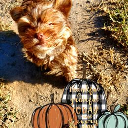 Yorkshire Terriers from Linh Tranvu's Yorkies