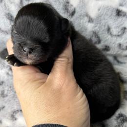 CADBURY - Black female Pomeranian puppy in Willis, Texas from Treasured Jewels Pomeranians