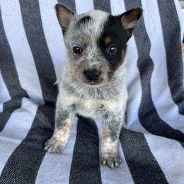 Boy 4 - Blue male Australian Cattle Dog puppy in Irvington, Kentucky from Dry Valley’s Australian Cattle Dogs