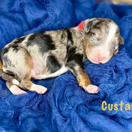 Custard - Merle male Bernedoodle puppy in Midland, Michigan from Northern Charm Farm